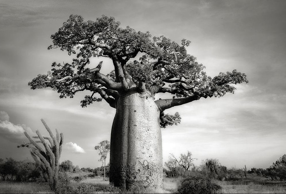L'Afrique possède un patrimoine aromatique exceptionnel.