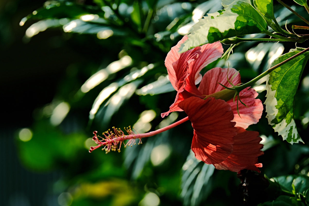 Hibiscus